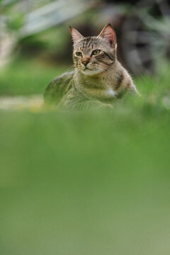 The cat looking something in the garden. Close up and bokeh background