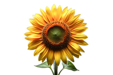 Fototapeta premium Beautiful sunflower. Isolated on a blank background