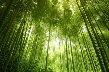 Fototapeta premium A lush bamboo forest with tall, green stalks swaying gently in the breeze, dappled sunlight filtering through the leaves, creating a serene and peaceful atmosphere.