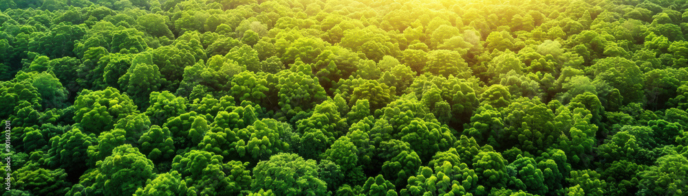 Poster aerial view of lush green forest canopy with sunlight streaming through the trees, creating a serene