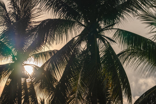 coconut palms and blue cloudy sky. natural summer background