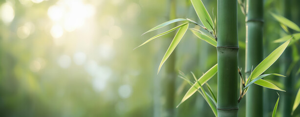 Fototapeta premium Bamboo Leaves Background