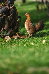 A close-up shot of a hen walking outdoors with her chicks, searching for food. The scene captures the natural behavior and family bond among the birds. Ideal for themes related to wildlife, nature, fa