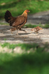 A close-up shot of a hen walking outdoors with her chicks, searching for food. The scene captures the natural behavior and family bond among the birds. Ideal for themes related to wildlife, nature, fa