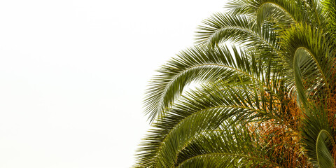 Fototapeta premium a palm tree on a white background