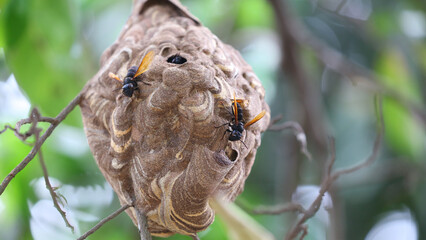 Fototapeta premium Nido de avispa asiática o avispa velutina en Yogyakarta, Java, Indonesia