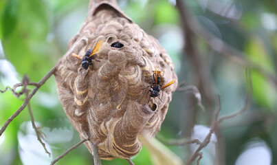 Nido de avispa asiática o avispa velutina en Yogyakarta, Java, Indonesia