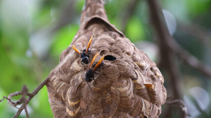 Nido de avispa asiática o avispa velutina en Yogyakarta, Java, Indonesia