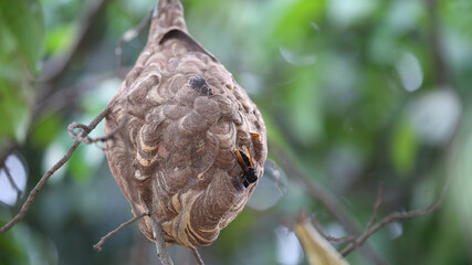 Fototapeta premium Nido de avispa asiática o avispa velutina en Yogyakarta, Java, Indonesia