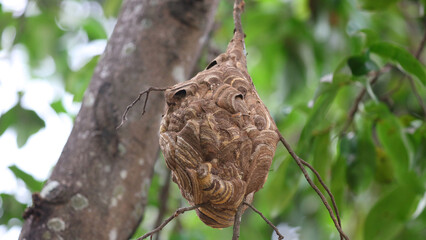 Nido de avispa asiática o avispa velutina en Yogyakarta, Java, Indonesia