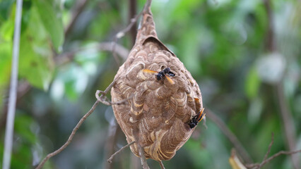 Fototapeta premium Nido de avispa asiática o avispa velutina en Yogyakarta, Java, Indonesia