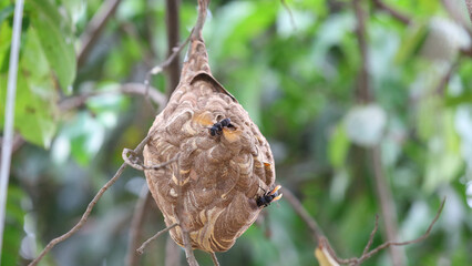 Nido de avispa asiática o avispa velutina en Yogyakarta, Java, Indonesia