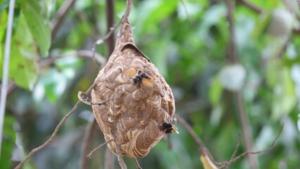 Nido de avispa asiática o avispa velutina en Yogyakarta, Java, Indonesia