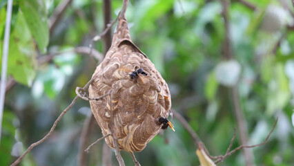 Nido de avispa asiática o avispa velutina en Yogyakarta, Java, Indonesia