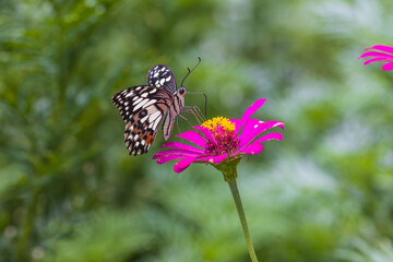 Beautiful butterfly on a zinnia  flower.