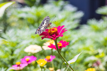 Beautiful butterfly on a zinnia  flower.