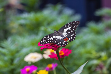 Beautiful butterfly on a zinnia  flower.