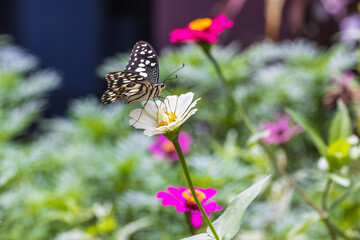 Beautiful butterfly on a zinnia  flower.
