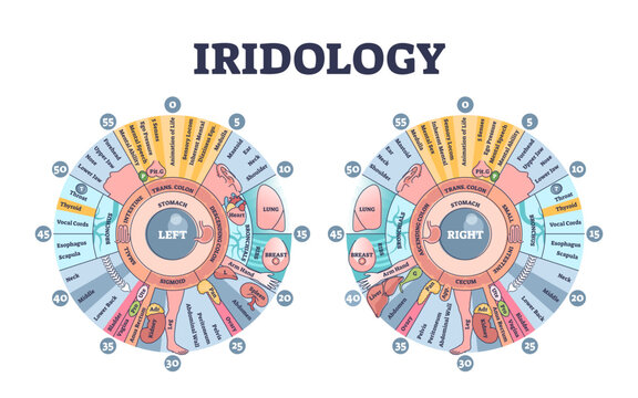 Iridology as eye iris monitoring and disease diagnostics outline diagram, transparent background. Alternative medicine treatment as early illness examination with eyeball zones checkup illustration.