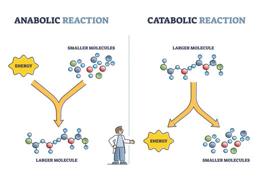 Anabolic vs catabolic reaction comparison in metabolism outline diagram, transparent background.