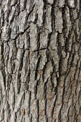 Closeup texture of natural pine tree bark background. Rough surface of pine tree trunk. 