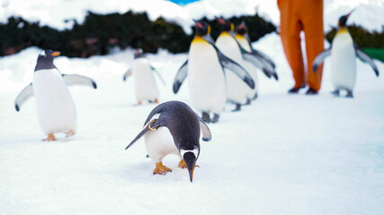 King Penguin parade walking on snow at Asahiyama Zoo in winter season. landmark and popular for tourists attractions in Asahikawa, Hokkaido, Japan. Travel and Vacation concept