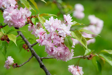 Close-up shot of pink Sakura flowers on a branch.
