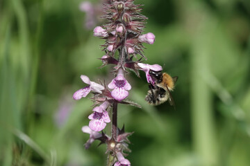 Common Carder Bee (Bombus pascuorum) feeding on Hedge Woundwort