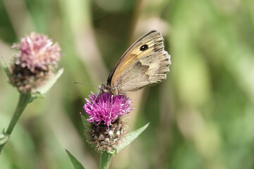 Meadow Brown Butterfly (Maniola jurtina)