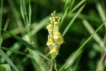 Flowers of Common Toadflax (Linaria vulgaris)