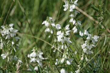 Flowers of Goat's-rue (Galega officinalis)