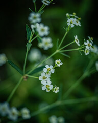 flowers in the forest