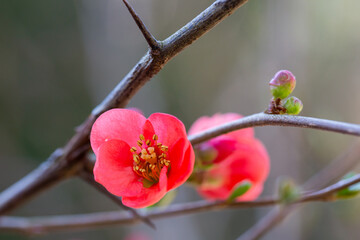 pretty red flowers of a Japanese quince Chaenomeles japonica covered in raindrops
