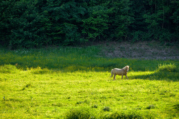Schimmel in intakter Naturlandschaft mit saftig grünem Gras