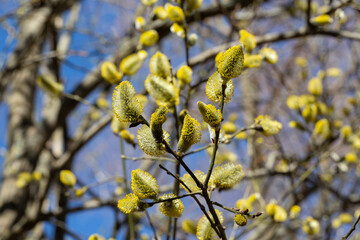Yellow catkins Salix caprea blooming in spring