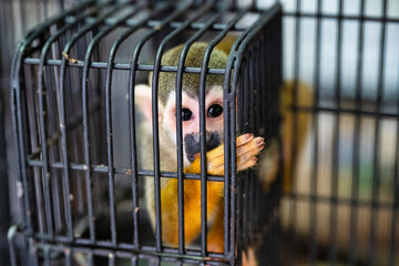 Sad Monkey in a Cage - Animal Welfare Concept