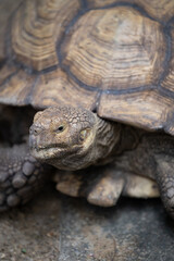 Close-up of a Giant Tortoise's Textured Shell