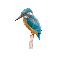 kingfisher on branch