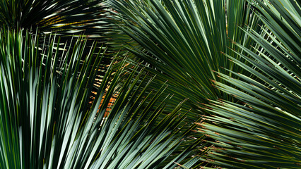 Tropical palm leaves background. Minimal nature texture. Summer Style