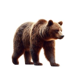 Fototapeta premium brown bear isolated,bear animal,bear
