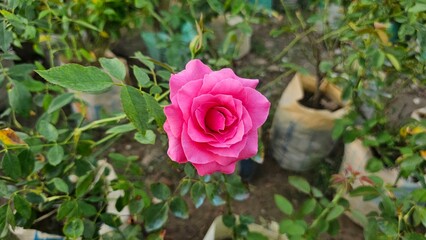 pink rose in a garden