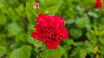 Beautiful Chinese rose or red hibiscus flower image photography. © noormahbub