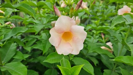 Close-up of peach allamanda flowers in the nursery garden.