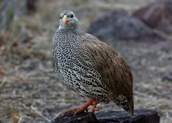 Side view of one natal spurfowl standing on a rock and looking at the camera