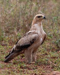 One tawny eagle standing on the ground