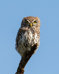 One pearl-spotted owlet on a branch looking straight at the camera with big yellow eyes.