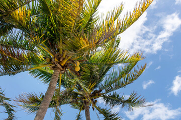 Fototapeta premium Low angle view under the canopy of a palm tree with coconuts against a white clouded blue sky