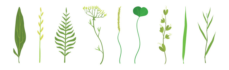 Green Leaf Stem and Stalk as Foliage Vector Set