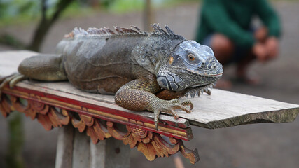 Iguana en la isla de Bali, Indonesia