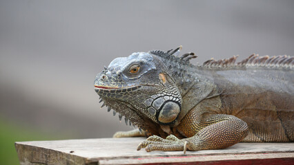 Fototapeta premium Iguana en la isla de Bali, Indonesia